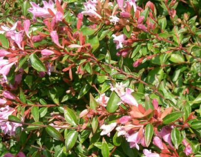 Abelia grandiflora ‘Edward Goucher’ - Abelia