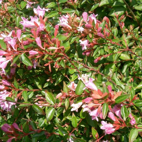 Abelia grandiflora ‘Edward Goucher’ - Abelia