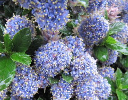 Ceanothus repens ‘Blue Mound’ - Amerikaanse sering