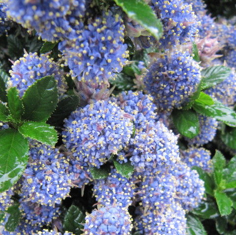 Ceanothus repens ‘Blue Mound’ - Amerikaanse sering