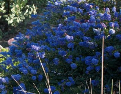 Ceanothus ‘Concha’ - Amerikaanse sering