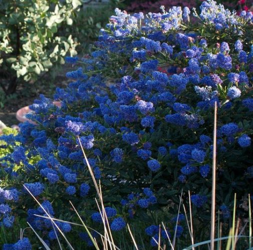 Ceanothus ‘Concha’ - Amerikaanse sering