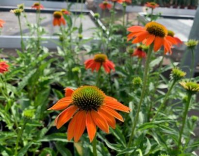 Echinacea ‘Lakota Orange’ (grote pot) - Zonnehoed