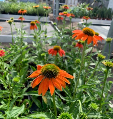 Echinacea ‘Lakota Orange’ (grote pot) - Zonnehoed