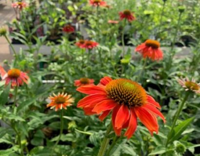 Echinacea ‘Lakota Red’ (grote pot) - Zonnehoed