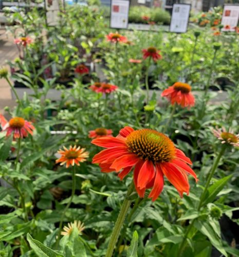 Echinacea ‘Lakota Red’ (grote pot) - Zonnehoed