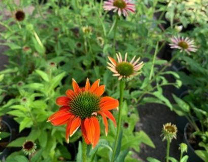 Echinacea purpurea ‘Sombrero Salsa Orange’ (grote pot) - Zonnehoed