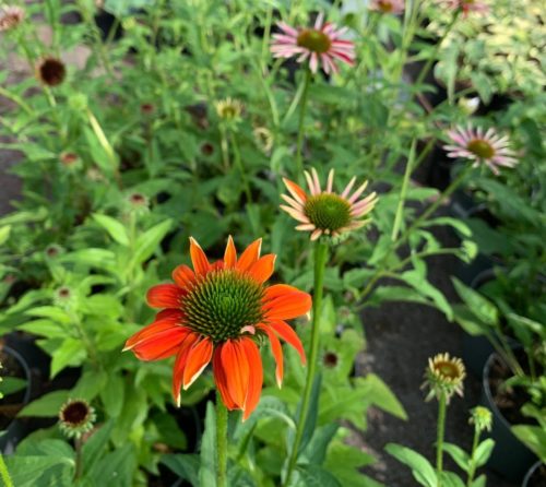 Echinacea purpurea ‘Sombrero Salsa Orange’ (grote pot) - Zonnehoed