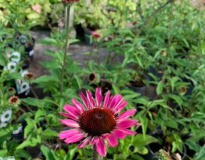 Echinacea purpurea ‘Sombrero Salsa Pink’ (grote pot) - Zonnehoed