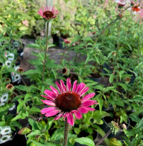 Echinacea purpurea ‘Sombrero Salsa Pink’ (grote pot) - Zonnehoed