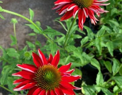 Echinacea purpurea ‘Sombrero Salsa Red’ (grote pot) - Zonnehoed