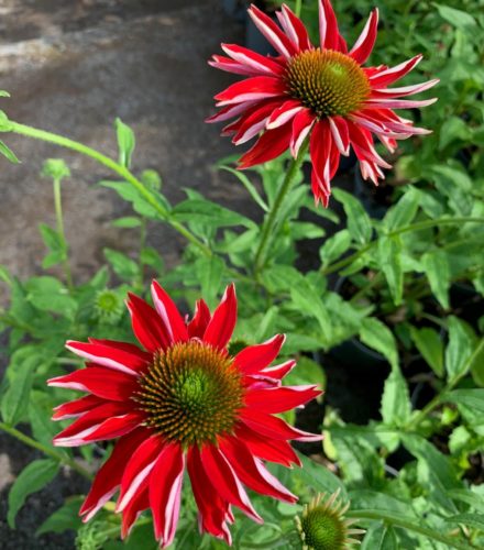 Echinacea purpurea ‘Sombrero Salsa Red’ (grote pot) - Zonnehoed