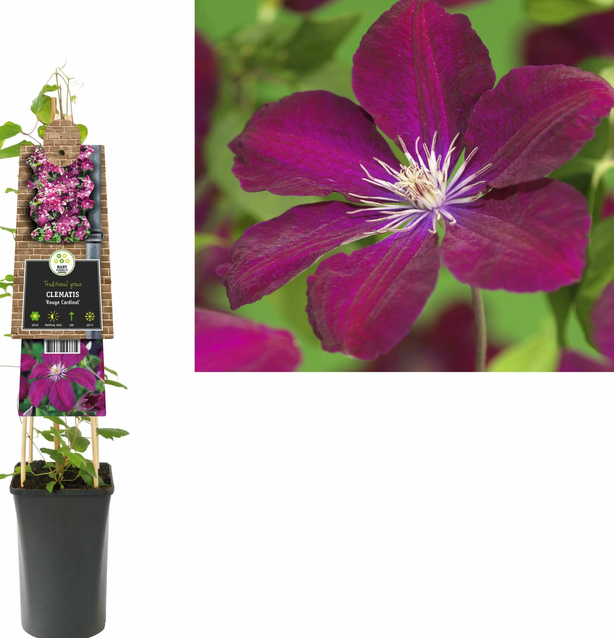Clematis ‘Rouge Cardinal’ - bosrank