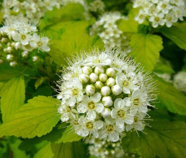 Physocarpus opulifolius ‘Luteus’ op stam - Sneeuwbalspiraea / Blaasspiraea