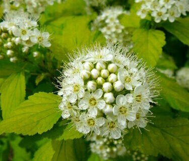 Physocarpus opulifolius ‘Luteus’ op stam - Sneeuwbalspiraea / Blaasspiraea