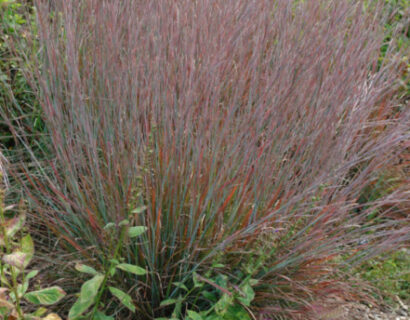 Schizachyrium scoparium ‘Standing Ovation’ - Klein prairiegras