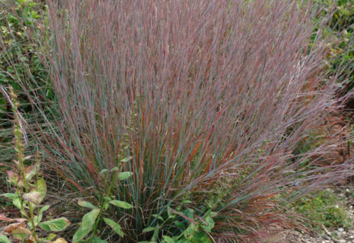 Schizachyrium scoparium ‘Standing Ovation’ - Klein prairiegras