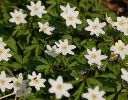 Anemone nemerosa - Bosanemoon