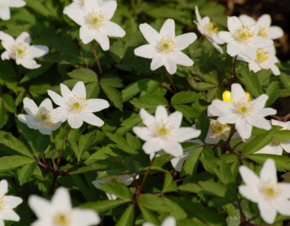 Anemone nemerosa - Bosanemoon