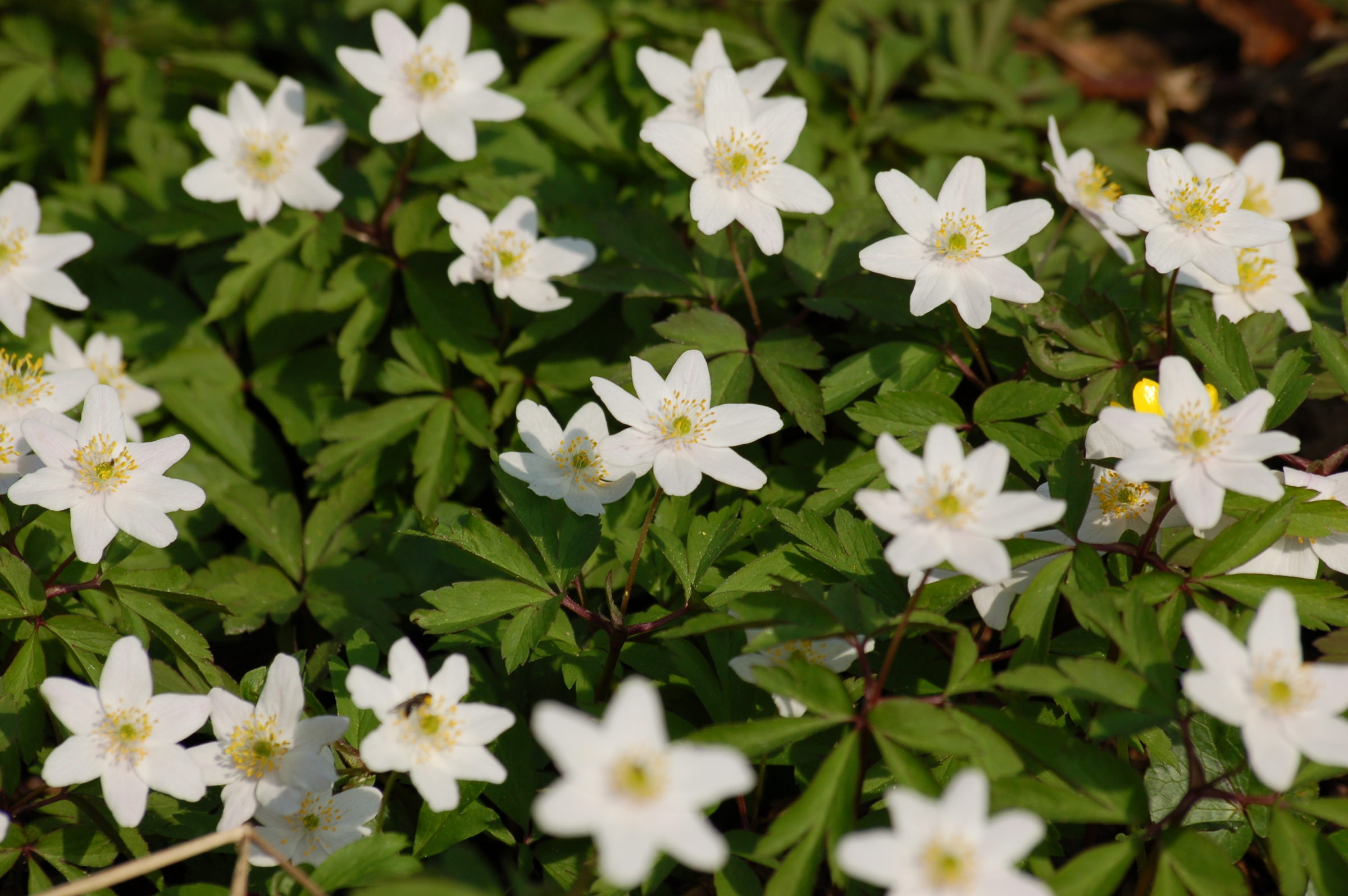 Anemone nemerosa - Bosanemoon