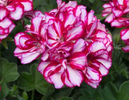 Geranium hang ‘Medio Lollipop Nixe’