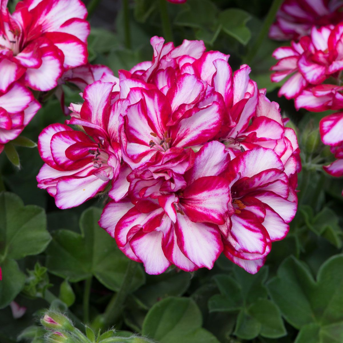 Geranium hang ‘Medio Lollipop Nixe’ - Hangende geranium