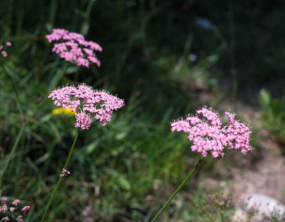 Achillea millefolium ‘Apfelblüte’ - Duizendblad