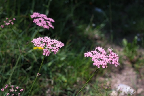 Achillea millefolium ‘Apfelblüte’ - Duizendblad