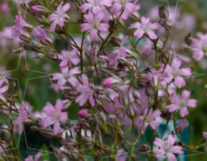 Gypsophila repens ‘Rosea’ - Kruipend gipskuid