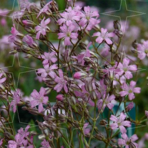 Gypsophila repens ‘Rosea’ - Kruipend gipskuid