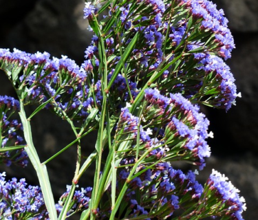 Limonium latifolium - Lamsoor