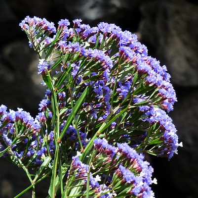 Limonium latifolium - Lamsoor
