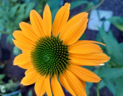 Echinacea purpurea ‘Sombrero Salsa Yellow’ (grote pot) - Zonnehoed