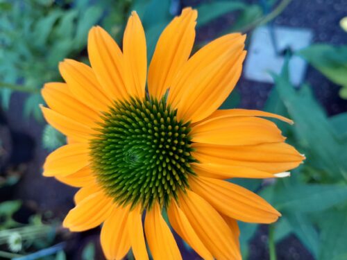 Echinacea purpurea ‘Sombrero Salsa Yellow’ (grote pot) - Zonnehoed