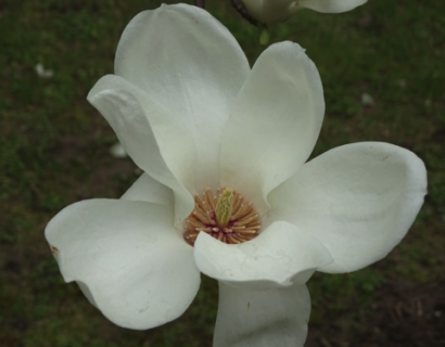 Michelia laevifo ‘Vanilla Pearls’ - Magnolia