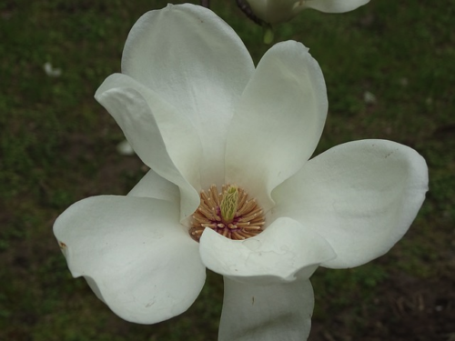 Michelia laevifo ‘Vanilla Pearls’ - Magnolia