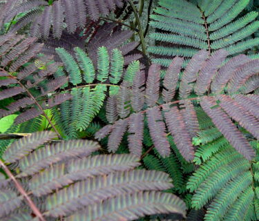 Albizia julibrissin ‘Evi’s Pride’ boom - Perzische slaapboom