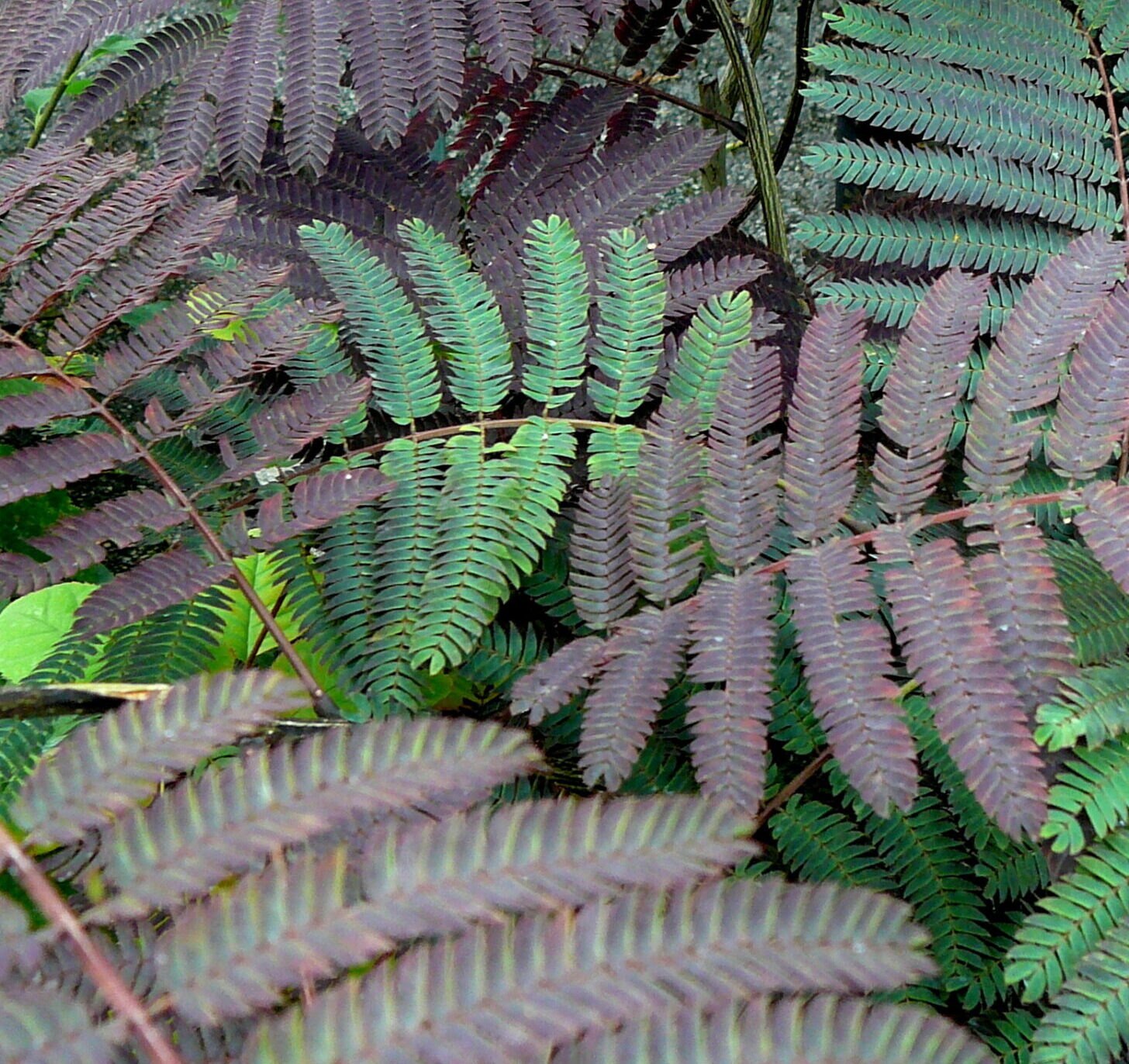 Albizia julibrissin ‘Evi’s Pride’ boom - Perzische slaapboom