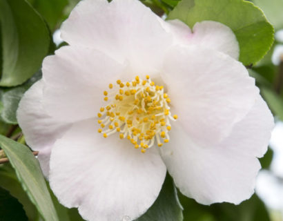 Camellia jap. ‘Winter Perfume Pearl’ - Camellia