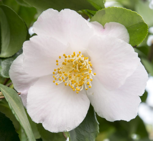 Camellia jap. ‘Winter Perfume Pearl’ - Camellia