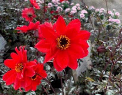 Dahlia ‘Bishop of Llandaff’ (grote pot) - Dahlia