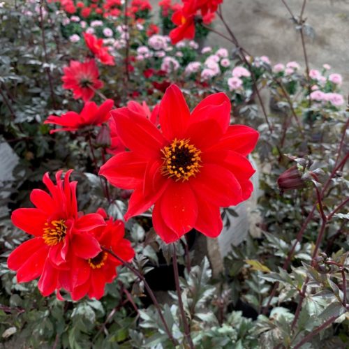 Dahlia ‘Bishop of Llandaff’ (grote pot) - Dahlia