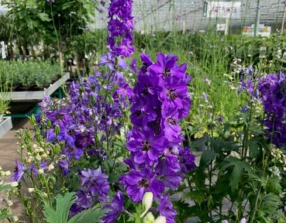 Delphinium elatum ‘Dasante Blue’ (grote pot) - Ridderspoor