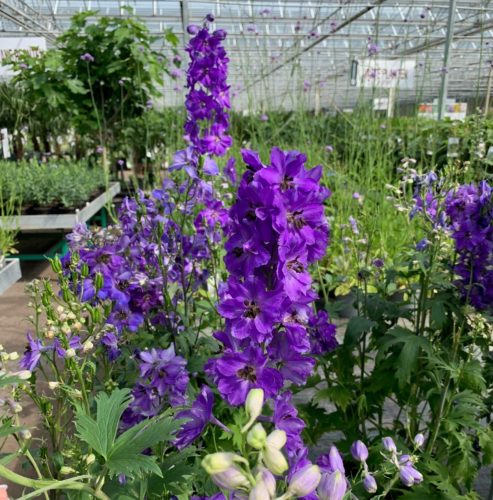 Delphinium elatum ‘Dasante Blue’ (grote pot) - Ridderspoor