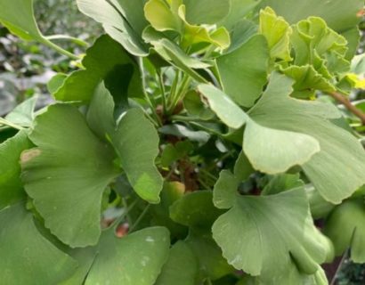 Ginkgo biloba ‘Troll’ op stam - Japanse notenboom