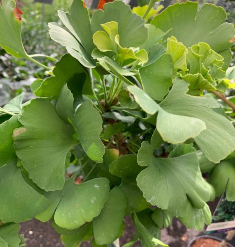 Ginkgo biloba ‘Troll’ op stam - Japanse notenboom