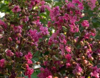 Lagerstroemia indica ‘Berry Dazzle’ op stam - Lagerstroemia