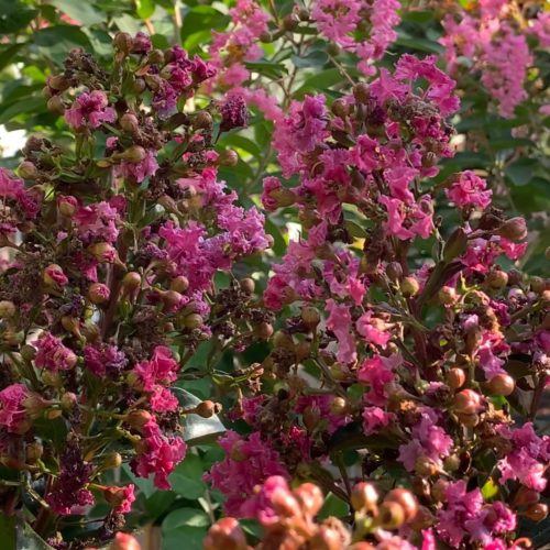 Lagerstroemia indica ‘Berry Dazzle’ op stam - Lagerstroemia