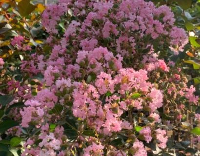 Lagerstroemia indica ‘Eveline’ op stam - Lagerstroemia