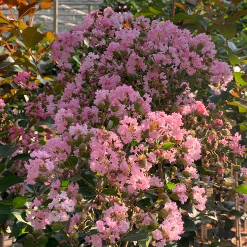 Lagerstroemia indica ‘Eveline’ op stam - Lagerstroemia